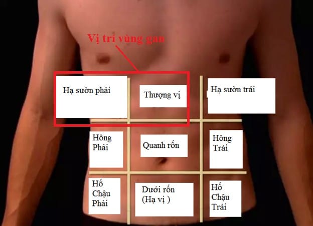 vị trí vùng gan