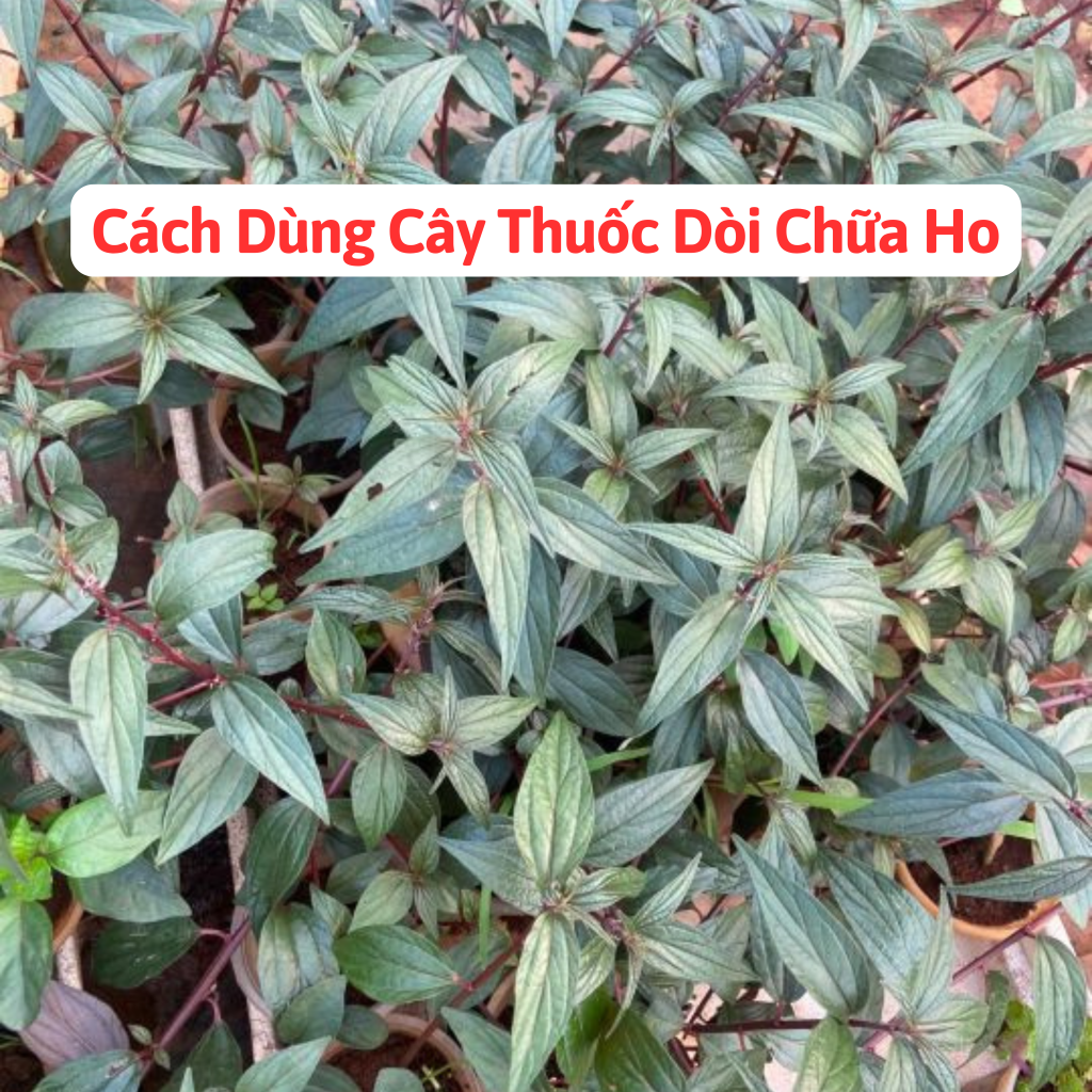 Cách Dùng Cây Thuốc Dòi Chữa Ho, Viêm Họng 4 Cách Dùng Cây Thuốc Dòi Chữa Ho, Viêm Họng